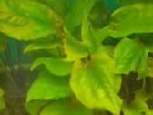 Akvariumo augalai pigiai, Easy-life Profito trąšos - nuotraukos Nr. 19