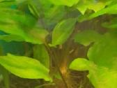 Akvariumo augalai pigiai, Easy-life Profito trąšos - nuotraukos Nr. 20