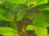 Akvariumo augalai pigiai, Easy-life Profito trąšos - nuotraukos Nr. 21