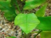 Akvariumo augalai pigiai, Easy-life Profito trąšos - nuotraukos Nr. 22