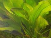 Akvariumo augalai pigiai, Easy-life Profito trąšos - nuotraukos Nr. 18