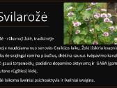 Žolelių išpardavimas. #Lotosas, #Cbd žiedai - nuotraukos Nr. 6