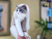 Ragdoll - nuotraukos Nr. 2