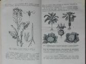1846. Augalų Sistematika K. Regelis - nuotraukos Nr. 4