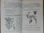 1846. Augalų Sistematika K. Regelis - nuotraukos Nr. 5