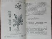 1846. Augalų Sistematika K. Regelis - nuotraukos Nr. 6