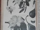 1846. Augalų Sistematika K. Regelis - nuotraukos Nr. 9