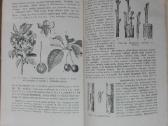1846. Augalų Sistematika K. Regelis - nuotraukos Nr. 10