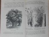 1846. Augalų Sistematika K. Regelis - nuotraukos Nr. 11