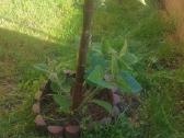 Paulovnija (Paulownia Pao Tong Z07) sodinukai - nuotraukos Nr. 8