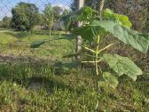 Paulovnija (Paulownia Pao Tong Z07) sodinukai - nuotraukos Nr. 7