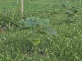 Paulovnija (Paulownia Pao Tong Z07) sodinukai - nuotraukos Nr. 12