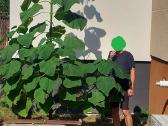 Paulovnija (Paulownia Pao Tong Z07) sodinukai - nuotraukos Nr. 9