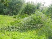 Žoles pjovimas,medžių ir krūmų pjovimas ir išvež. - nuotraukos Nr. 16
