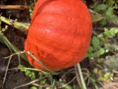 Parduodu moliūgus ir bulves (vineta, Karalienė An - nuotraukos Nr. 7
