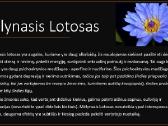 Žolelių išpardavimas. #Lotosas, #Cbd žiedai - nuotraukos Nr. 5
