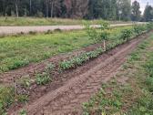 Graikinių riešutmedžių sodinukai 2-trų metų - nuotraukos Nr. 4
