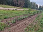 Graikinių riešutmedžių sodinukai 2-trų metų - nuotraukos Nr. 6