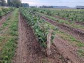 Parduodami ketvirtų metų lazdynų riešutų sodmenys - nuotraukos Nr. 7
