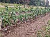 Parduodami ketvirtų metų lazdynų riešutų sodmenys - nuotraukos Nr. 5