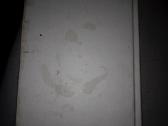 The David Foster Wallace reader Little brown - nuotraukos Nr. 4