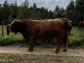 Highland Cattle Fam Visnapuu - nuotraukos Nr. 9