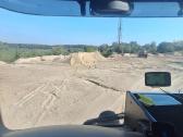 Zvyras juodzemis skalda maltas betonas - nuotraukos Nr. 14