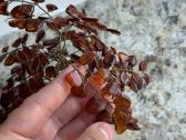 Gintarinis medis ant akmens - nuotraukos Nr. 2