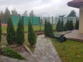 Tujos smaragd Vilniuje tuja smaragd gyvatvorei - nuotraukos Nr. 8