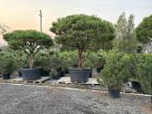 Smaragd Tujos, Bonsai, Pušys, Kadagiai Skroblai - nuotraukos Nr. 5