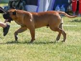 Kanaru dogai(presa Canario)laukiama vada - nuotraukos Nr. 4
