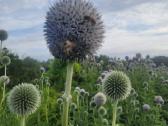 Sėklos bitėms! Apskritagalvis bandrenis - nuotraukos Nr. 4