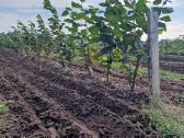 Parduodami ketvirtų metų lazdynų riešutų sodmenys - nuotraukos Nr. 4
