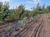 Parduodami Liepų sodinukai nuo 2 iki 5metrų ūgio - nuotraukos Nr. 7
