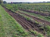 Graikinių riešutmedžių sodinukai 2-trų metų - nuotraukos Nr. 3