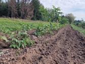 Graikinių riešutmedžių sodinukai 2-trų metų - nuotraukos Nr. 8