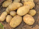 Ekologiškos bulvės (saraja,alouette) 0,30€ už 1 kg