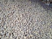 Ekologiškos bulvės (saraja,alouette) 0,50€ už 1 kg - nuotraukos Nr. 4