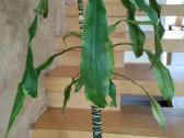 Kambarine gėlė- Dracaena.(120cm.aukštis) - nuotraukos Nr. 6