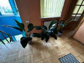 Parduodu gražią kambarinę Vėzdūnė (Spathiphyllum)