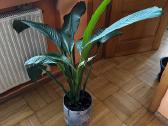Parduodu gražią kambarinę Vėzdūnė (Spathiphyllum) - nuotraukos Nr. 3
