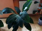 Parduodu gražią kambarinę Vėzdūnė (Spathiphyllum) - nuotraukos Nr. 4