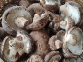 Parduodami švieži ir džiovinti Shiitake grybai