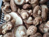 Parduodami švieži ir džiovinti Shiitake grybai - nuotraukos Nr. 3