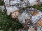 Parduodami švieži ir džiovinti Shiitake grybai - nuotraukos Nr. 5