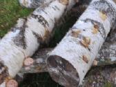 Parduodami švieži ir džiovinti Shiitake grybai - nuotraukos Nr. 6