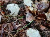Poniabudės / žemės taukai / vesiolka