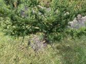 Parduodamas kukmedis - nuotraukos Nr. 2
