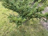 Parduodamas kukmedis - nuotraukos Nr. 3