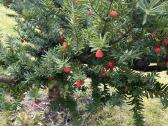 Parduodamas kukmedis - nuotraukos Nr. 4